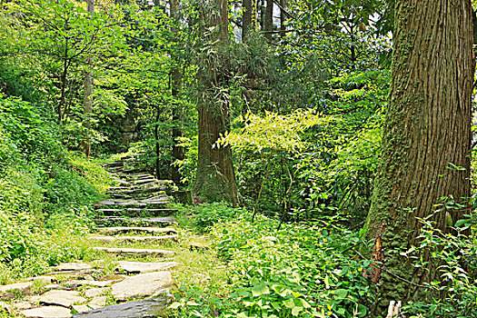 rong bach kim 366