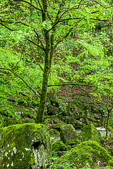 soi cau lo bach thu khung 3 ngay