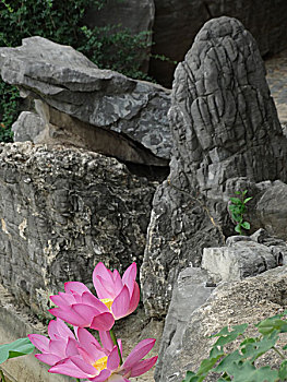 soi cau lô