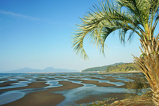soi câu rong bach kim