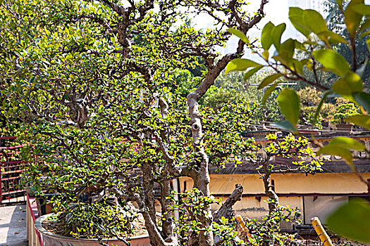 soicau lode chuan