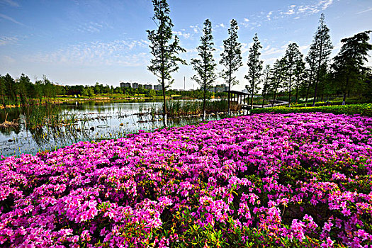 xổ số tây ninh
