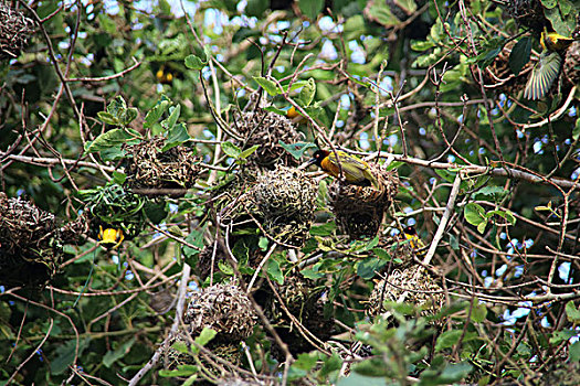 thuốc gà đá gallomin