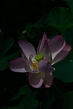 soi cầu thứ bảy