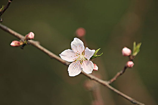 xô sô miên nam