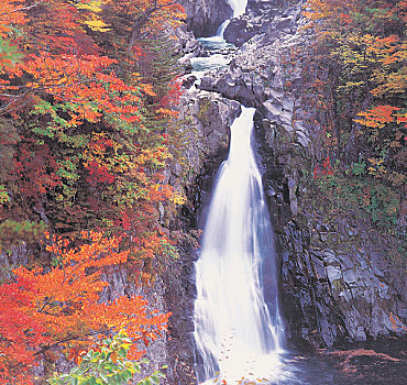 soi câu bach kim