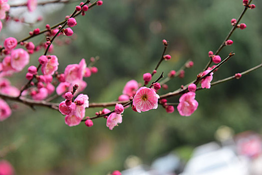 cách đánh đề kép
