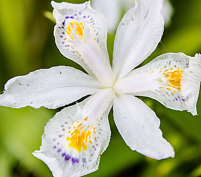 đá giải gà nòi