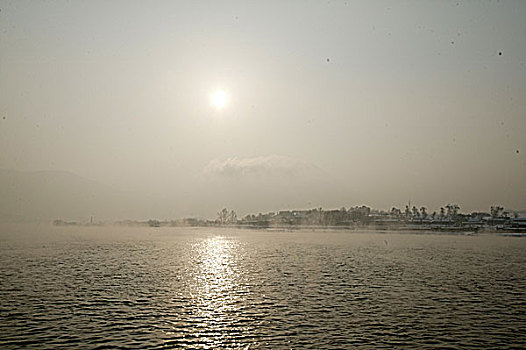 bạch thu lo mb