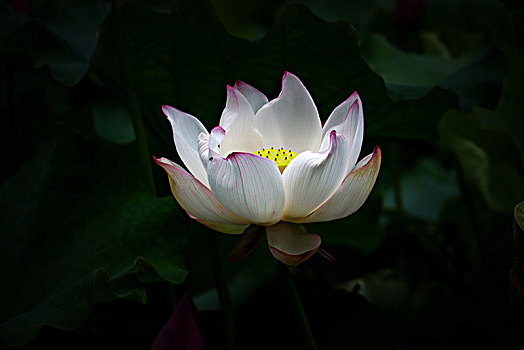 soi cầu xổ số