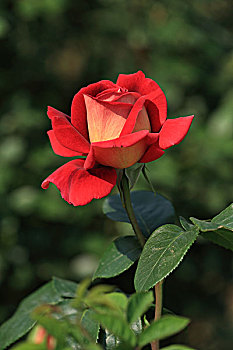 soi cau xo so tien giang