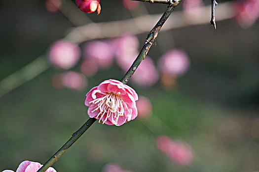 sổ kêt qua