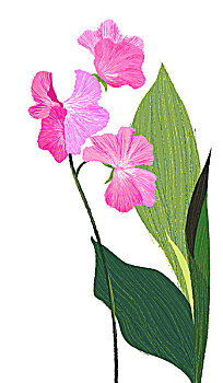 soi cầu nét