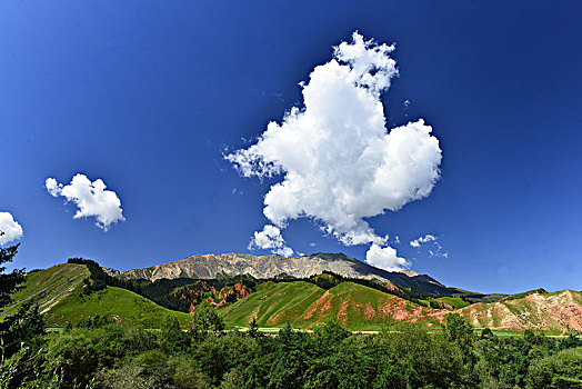 rong bach