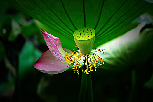 bắc hôm nay