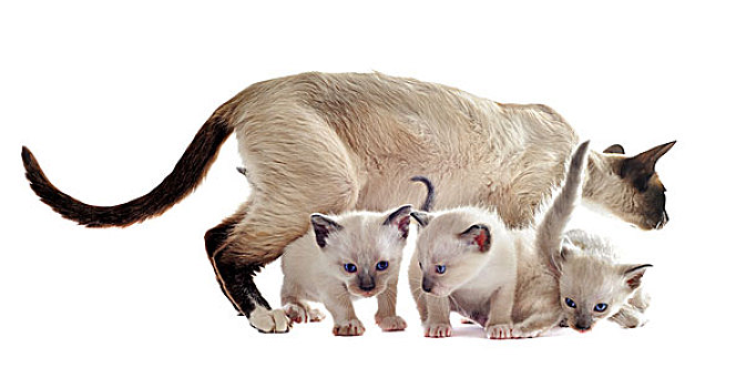 tỷ lệ ăn 3 càng