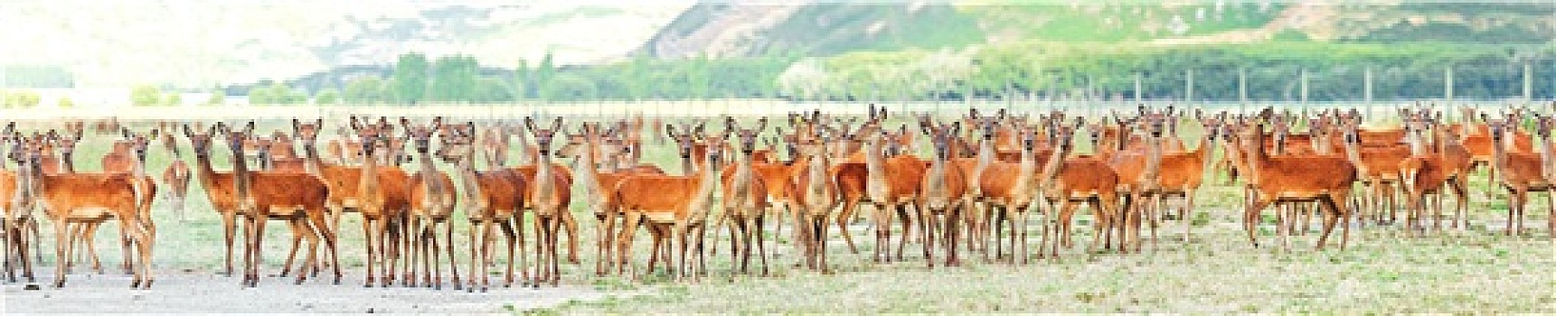 cách chơi số đề miền nam