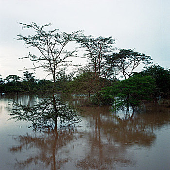 thống kê rongbachkim