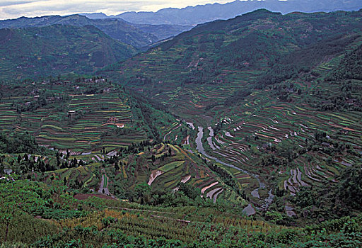 soi cau bach thu de mb